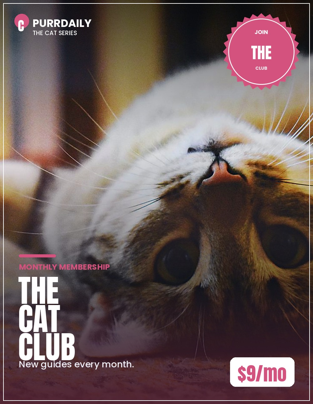 The Cat Club cover